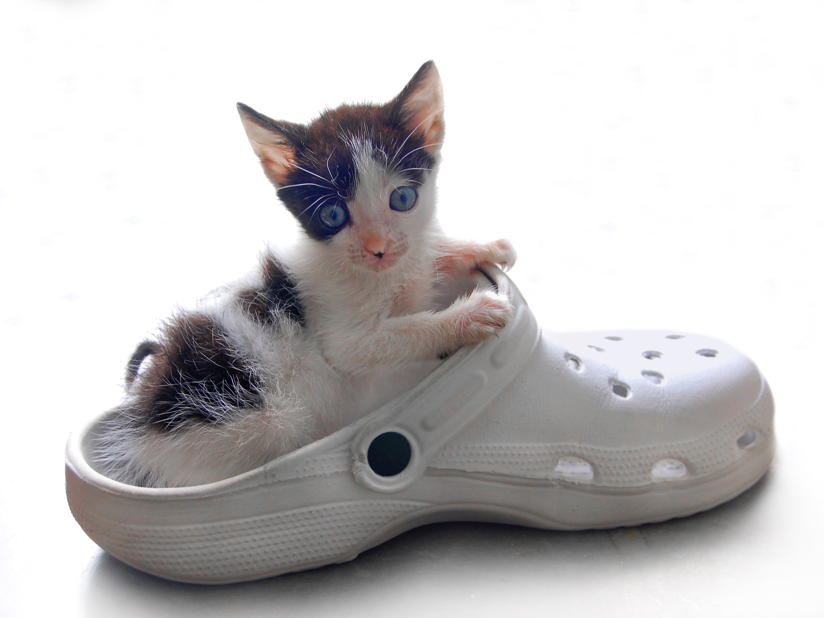A kitten in a shoe