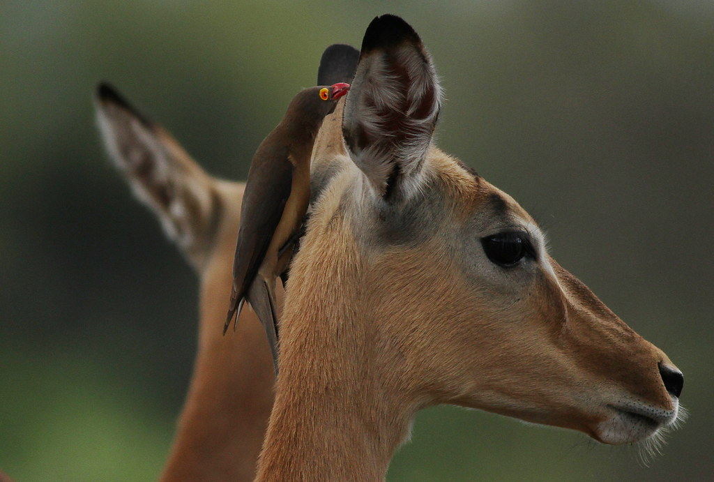 A red-tailed oxpecker on an impala